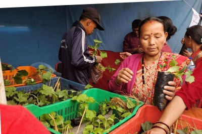 बेर्ना बिक्री गर्दै विद्यार्थी